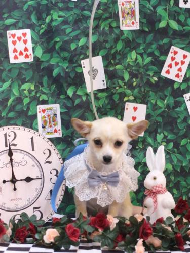 20250415ももくん